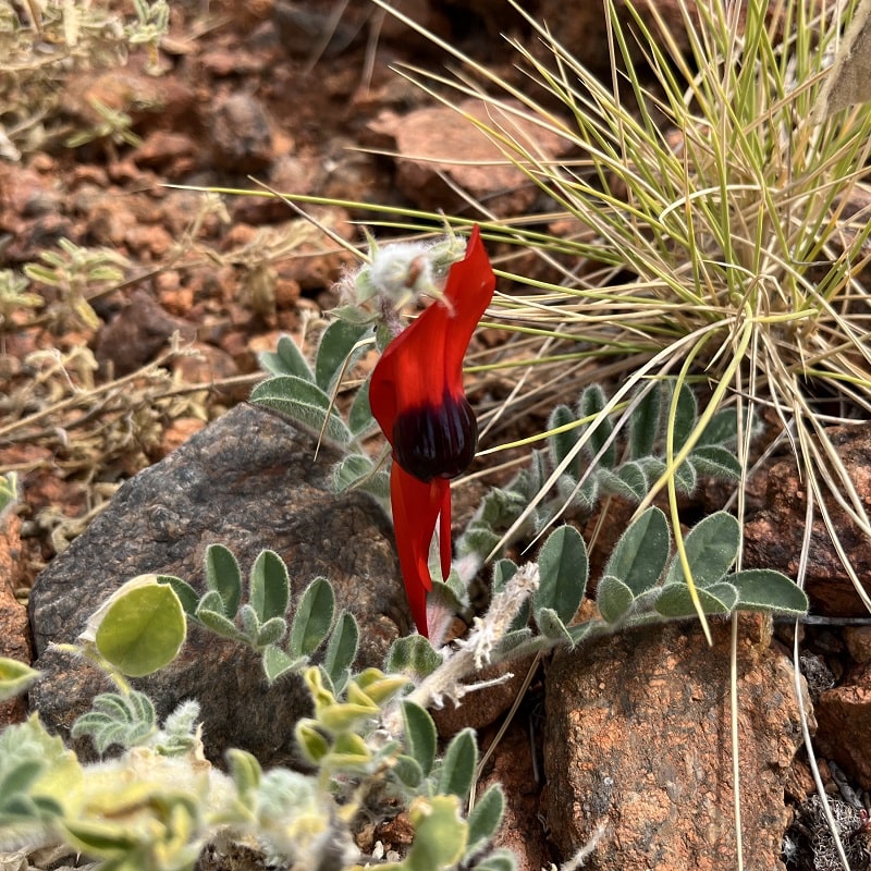 Sturt Desert Pea