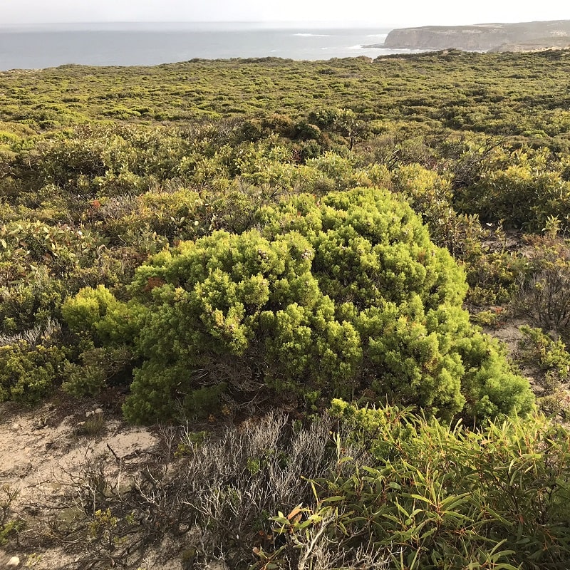 vegetation